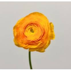 Ranunculos Ecu. Elegance Amarillo 35cm (7 Dias - 2�)