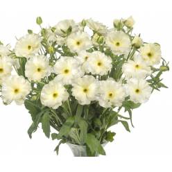 Ranunculos Hol. Butterfly Graces 60cm 65gr "T10"