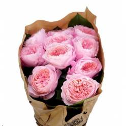 Rosa Hol. Mayfield! 60cm