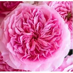 Rosa Ecu. Austin Millicent 40cm Rs.