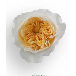 Rosa Ecu. Austin Effie 50cm Sal.