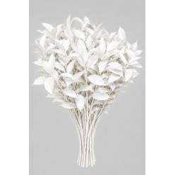 Ruscus Pintado Blanco 80cm "T50"