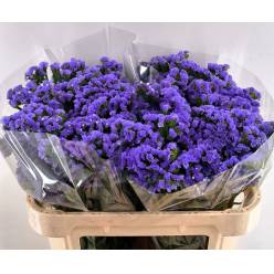 Statice Hol. MIdnight Wings 70cm 30gr "T25" Mal.