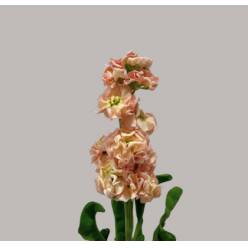 Aleli Hol. Impala Apricot 50cm "T10" Sal