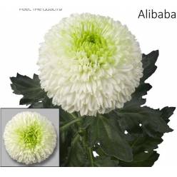 Uniflor Hol. Alibaba 85gr Bl.