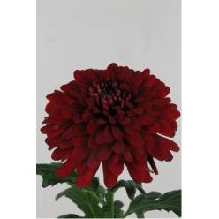 Uniflor Hol. Lamira Red 95gr