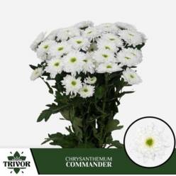 Margarita Hol. Commander 80gr
