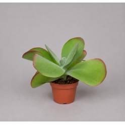 P. Kalanchoe Thyrsifl 13/20cm x6