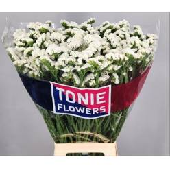 Statice Hol. Frost Wings 75cm 40gr "T25" Bl.