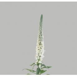 Veronica Skyler White 55cm "T25"