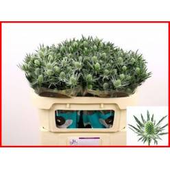 Eryngium Hol. Gemini Questar 40cm