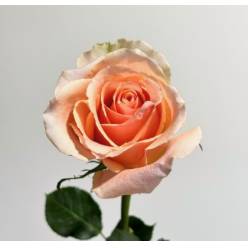 Rosa Ecu. Versilia 50cm (7 Dias - 2�)