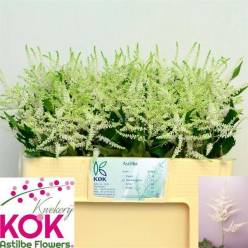 Astilbe Whasingthon 50cm (7 Dias - 2�)