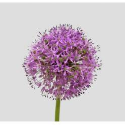 Allium Ambassador 90cm (7 Dias - 2�)