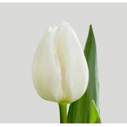 Tulipan Hol. Royal Virgin 35cm Bl. (7 Dias - 2�)