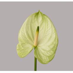 Anthurium Hol. Al Mint �11  "CC16" (7 Dias - 2�)