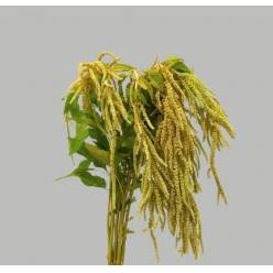 Amaranthus Hol. Viridis 80cm Vd (7 Dias - 2�)