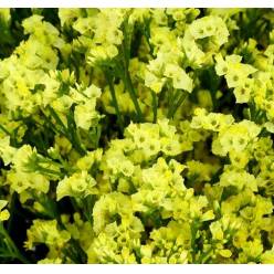 Limonium Hol. Pineap Dia. 60cm 20gr "T25" Am. (7 Dias - 2�)