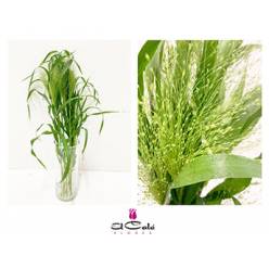 Panicum Fontain 80cm "T50" (7 Dias - 2�)