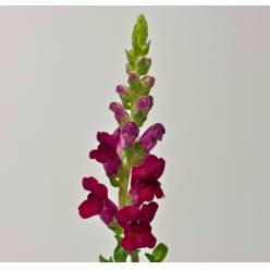 Antirrhinum Hol. Poto Crismon 75cm Gr. (7 Dias - 2�)