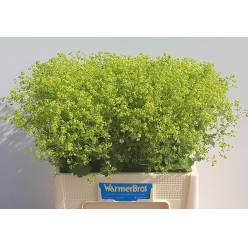 Alchemilla Robustica 55cm "T50" (7 Dias - 2�)