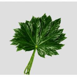 Aralia 50cm Grande Italia "T50" (7 Dias - 2�)