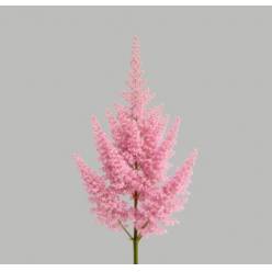 Astilbe Erika 60cm (7 Dias - 2�)