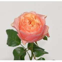 Rosa Hol. Vuvuzela Salmon 40cm (7 Dias - 2�)