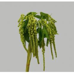 Amaranthus Hol. Cycloop 80cm Vd (7 Dias - 2�)