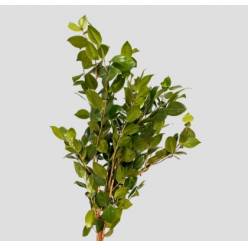 Hoja Camelia 70-80cm Paq. (7 Dias - 2�)