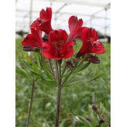 Alstroemeria Col. Fancy Roja (7 Dias - 2�)