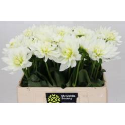 Dalia Hol. Karma Maa Zwaan 60cm "CC40" (7 Dias - 2�)