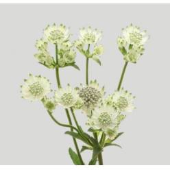 Astrantia Billion Star 50cm XL "T25" (7 Dias - 2�)