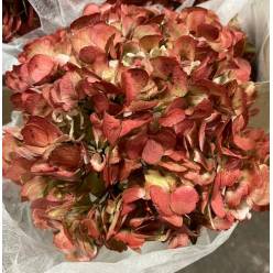 Hortensia Premium Antic Burgundy Classic 60cm �17/18 (7 Dias - 2