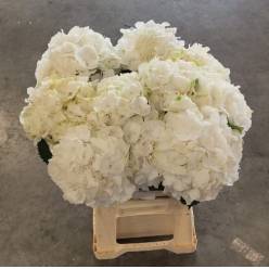 Hortensia Hol. Verena White 60cm �18/20 (7 Dias - 2�)
