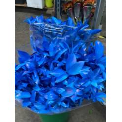 Ruscus Pintado Azul Oscuro 80cm "T50"