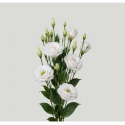 Lisiantus Hol. Blanco 65cm 35gr "T10"