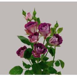 Ramificada Space Blossoms 60cm