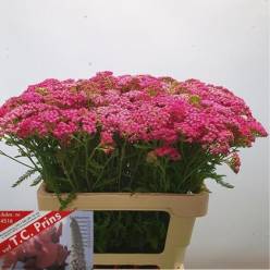 Achilea Hol. Bianca Class 50cm