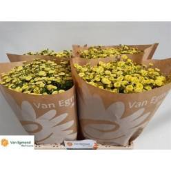 Tanacetum Hol. Pa Amazone 70cm 950gr "T25" Am.