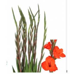 Gladiolo Hol. Hunting Song 100cm (40cm espiga) Rj.