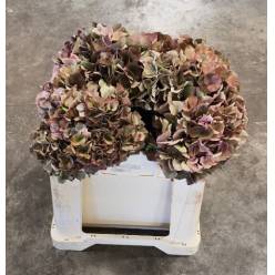 Hortensia Hol. Sweet Ruby Classic 50cm �14/16