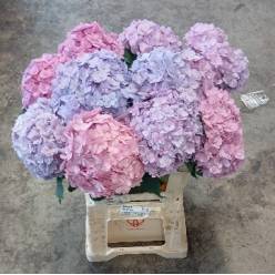 Hortensia Hol. M. Adora  60cm  �16/18 Rosa