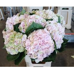 Hortensia Hol. My Matcha Classic 60cm �14/16