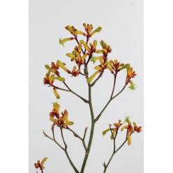 Anigozanthos Gold Fever 90cm