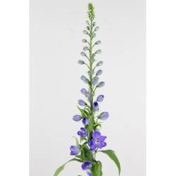 Delphinium Hol. El Guardian Blue 60cm "T10"