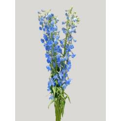 Delphinium Hol. Blue Sky Waltz 90cm  "T10"
