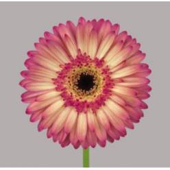 Gerbera Hol. Hippie chic "T25" "Agua"