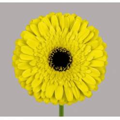Gerbera Hol. Grasshopper "T25" Am.