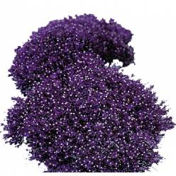 Trachelium Hol. Purple lake Michigan 70cm